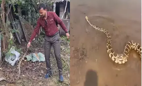 Raigarh 12 feet long python found  21 eggs rescue team released river