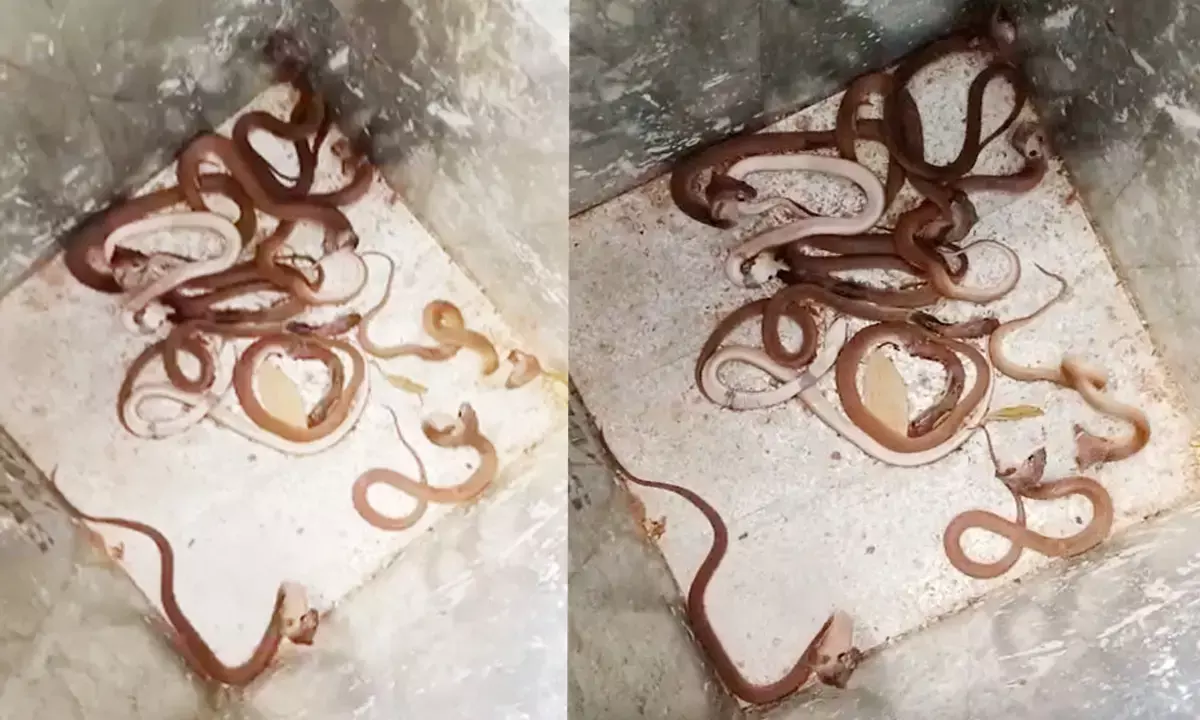 घर में  एक साथ मिले 35 कोबरा : डॉयल-112 की टीम ने सांपों को सुरक्षित स्थान पर ले जाकर छोड़ा