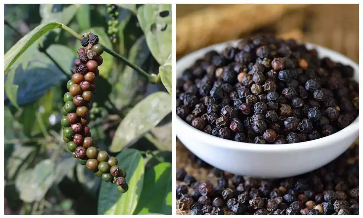black pepper plantation tips