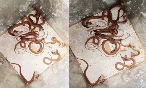 घर में  एक साथ मिले 35 कोबरा : डॉयल-112 की टीम ने सांपों को सुरक्षित स्थान पर ले जाकर छोड़ा