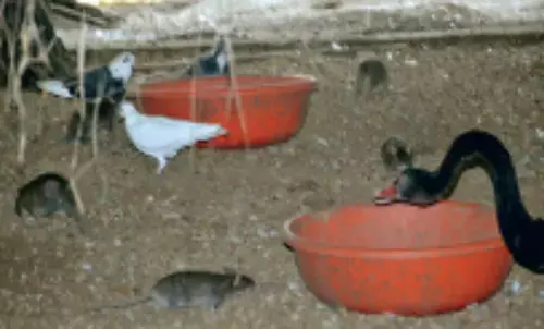 नंदनवन बदहाल : परिंदों का दाना चट कर रहे चूहे दिनभर मचा रहे धमाचौकड़ी