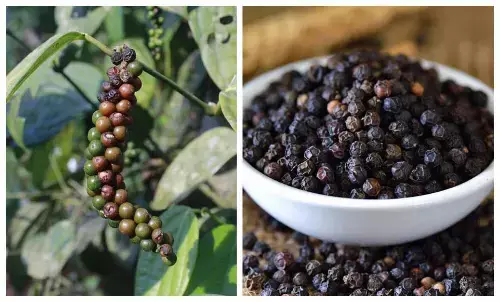 black pepper plantation tips