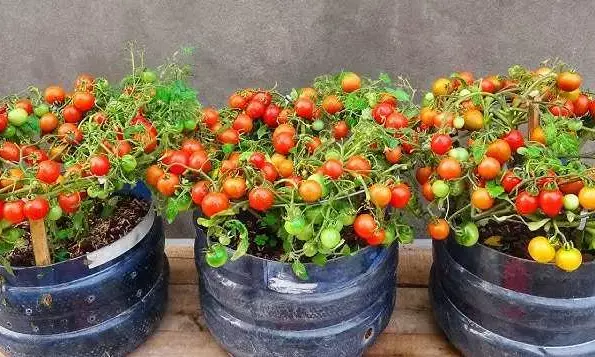 cherry tamatar plantation tips