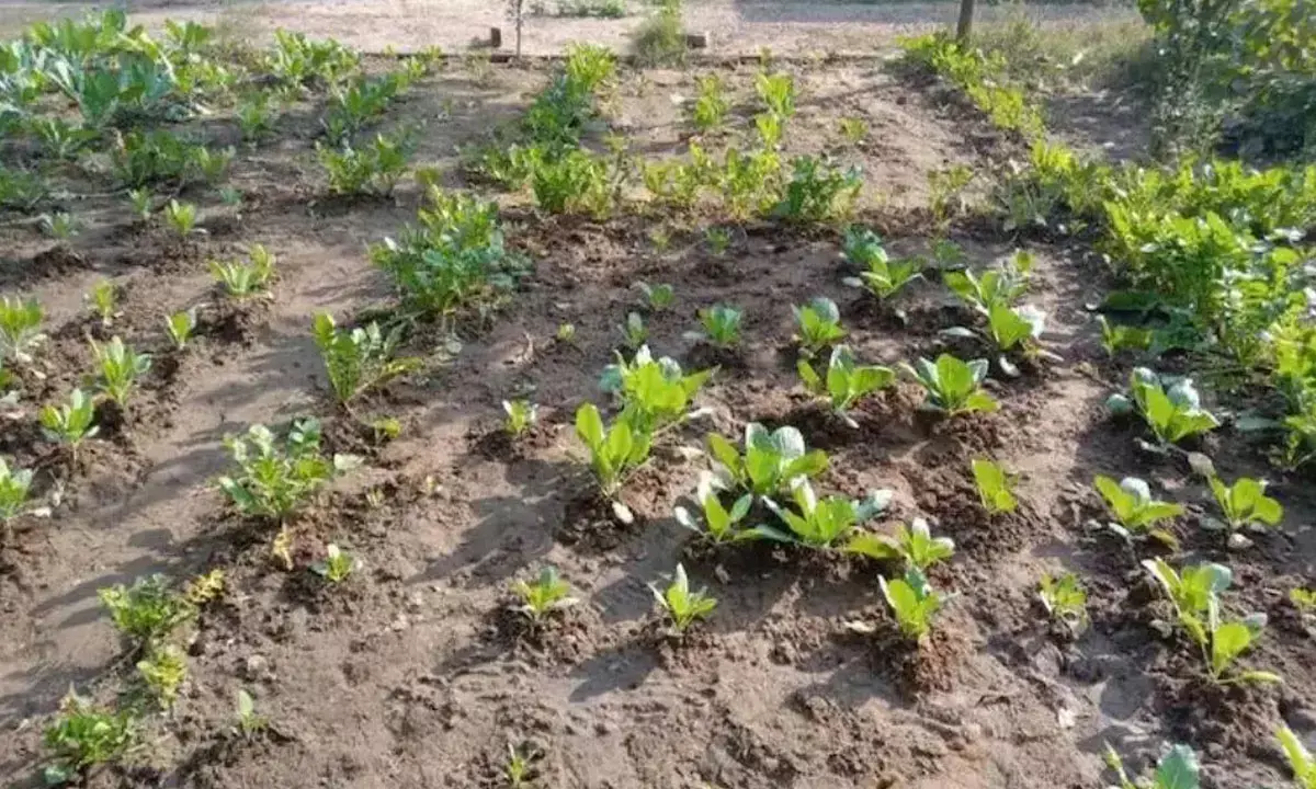 nutrition-gardens-in-government-schools-vegetables-to-be-grown-for-mid-day-meal