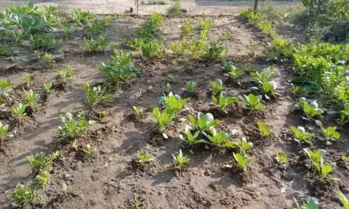 nutrition-gardens-in-government-schools-vegetables-to-be-grown-for-mid-day-meal