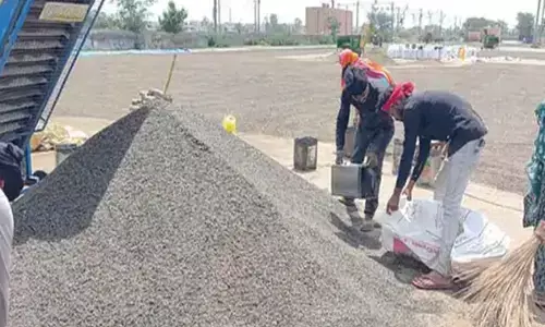 Workers loading sunflowers crop