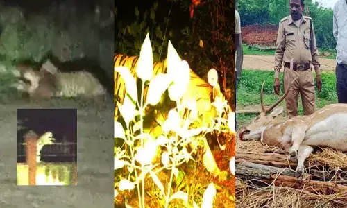 Terror of tiger-leopard and death of deer