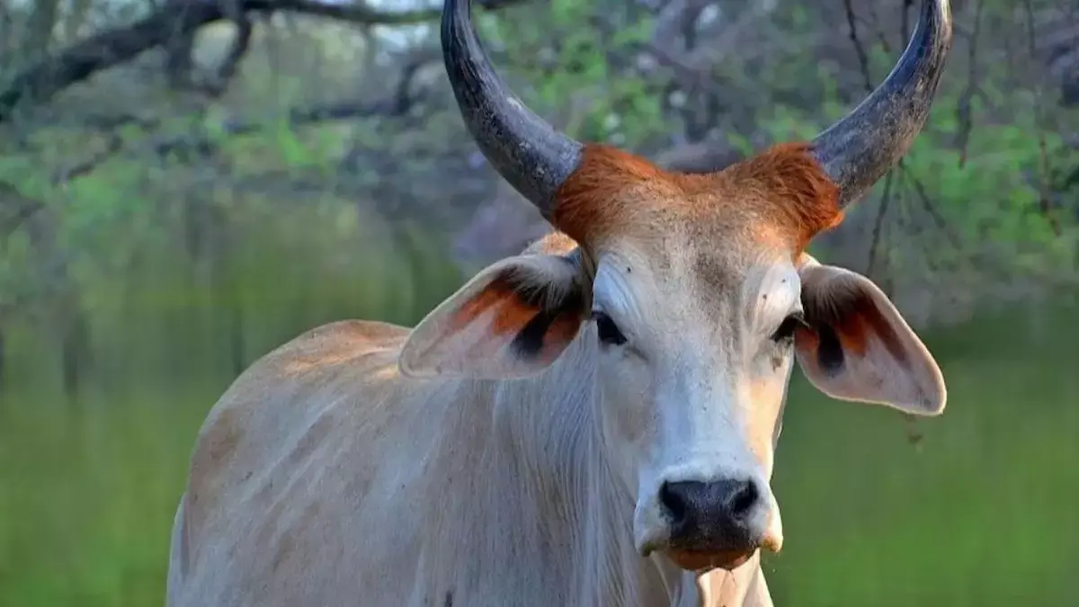 Sahiwal Cow