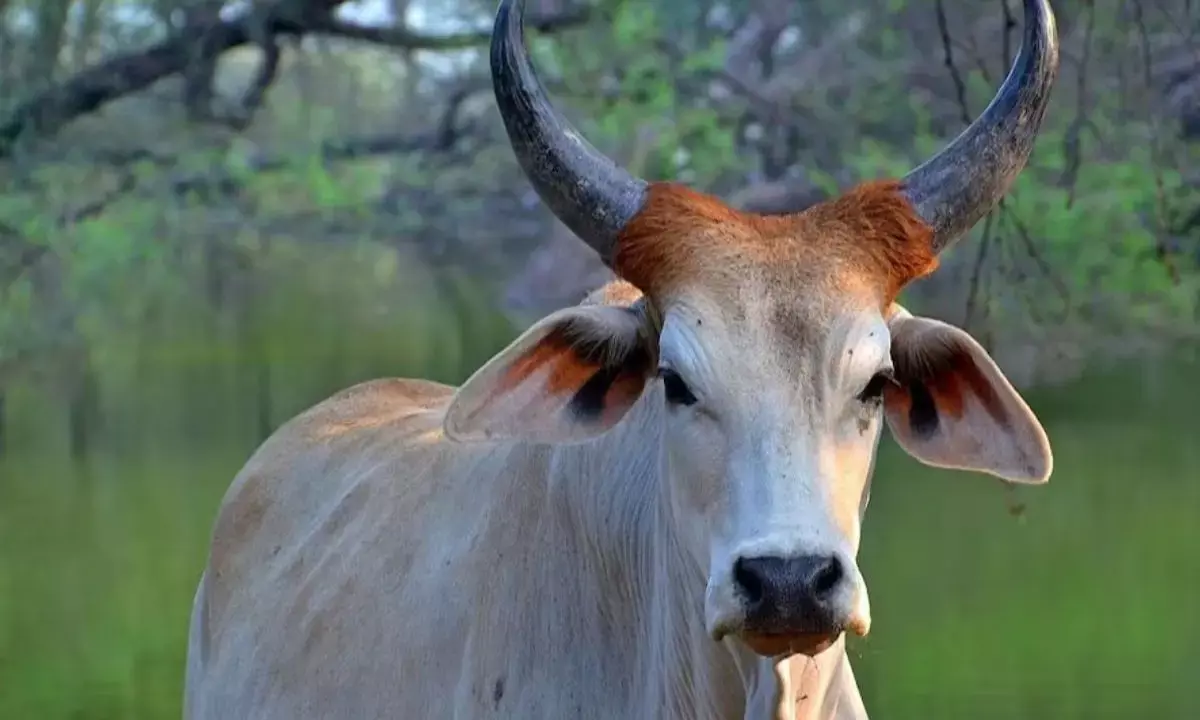 Sahiwal Cow Sahiwal Cow