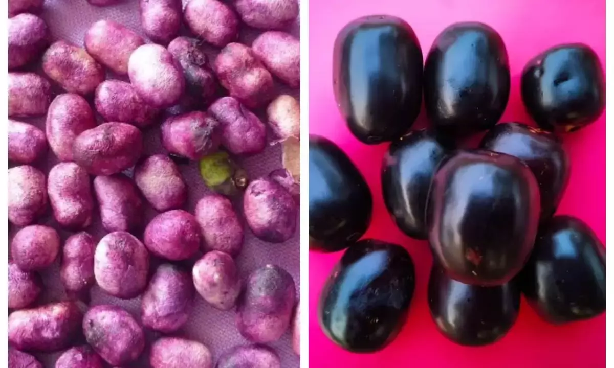 black plum seeds jamun ki ghuthli ke fayde in hindi