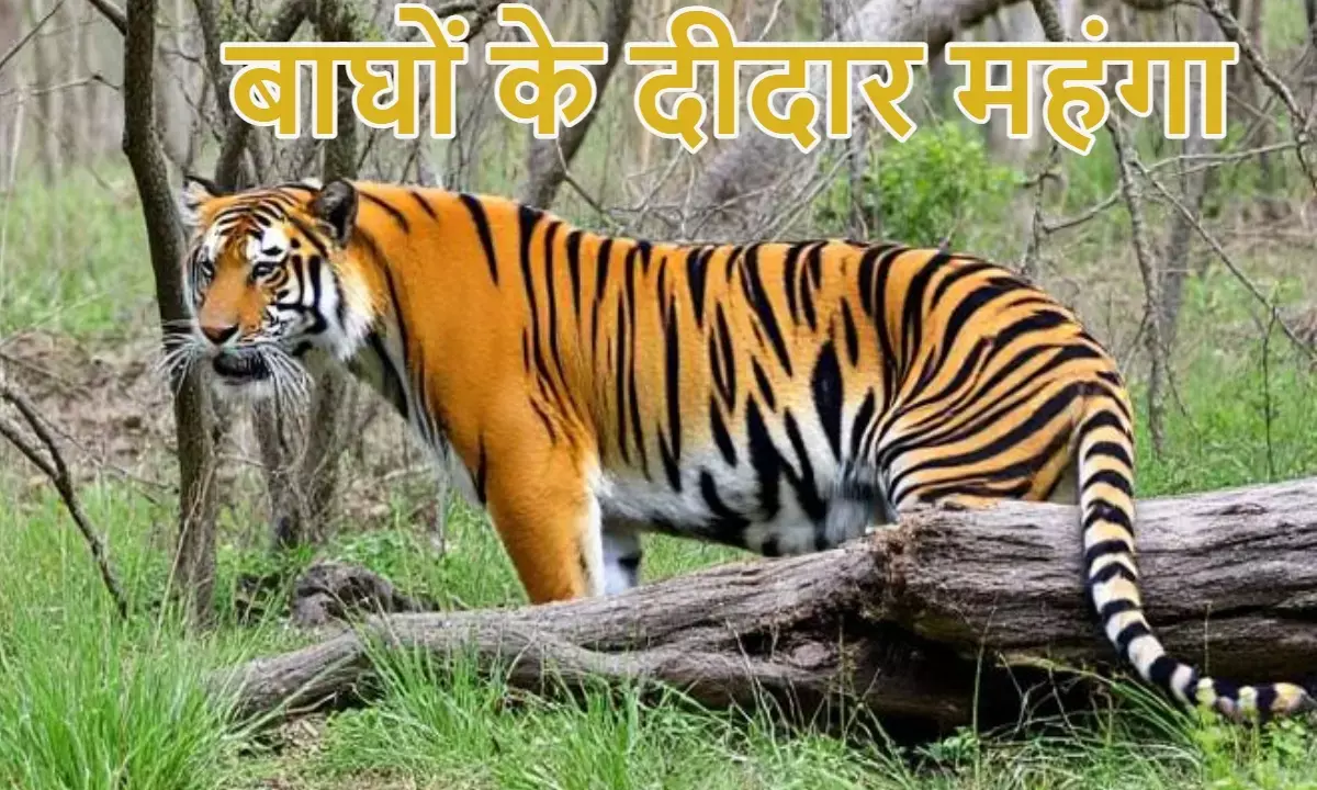MP National Park Fees 2025, Tiger Reserve Ticket Rate, एमपी नेशनल पार्क फीस 2025, टाइगर रिजर्व टिकट दर