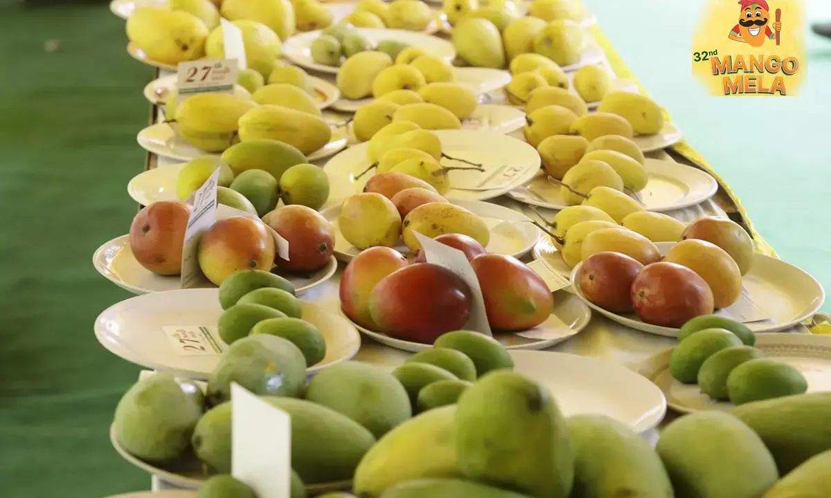 mango festival pinjore