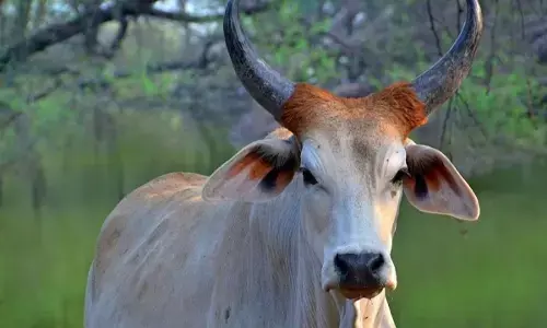 Sahiwal Cow
