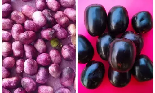black plum seeds jamun ki ghuthli ke fayde in hindi