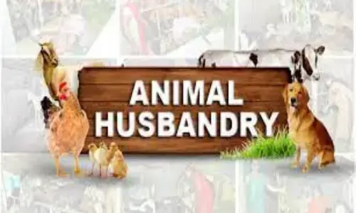 Rajasthan Animal Husbandry Recruitment