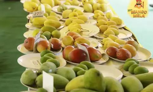 mango festival pinjore