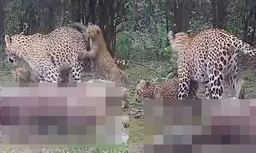 Female leopard with little cubs