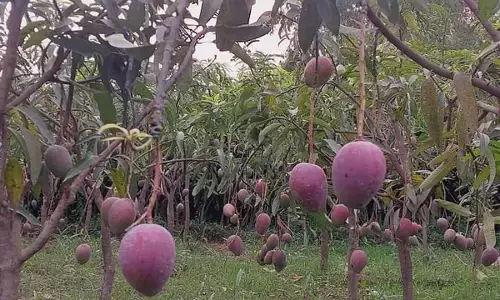 Haryana Fruit Festival