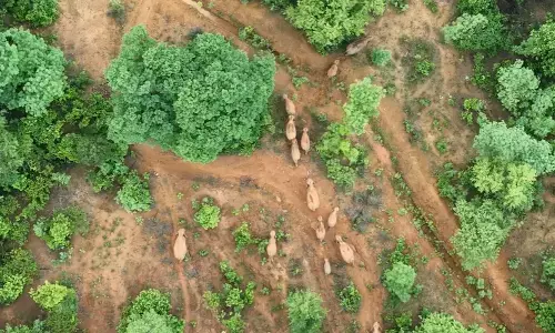 जंगल में हाथियों की कतार : ड्रोन कैमरे में कैद हुआ अद्भुत नजारा, वन विभाग ने जारी किया सतर्कता अलर्ट, देखिए VIDEO