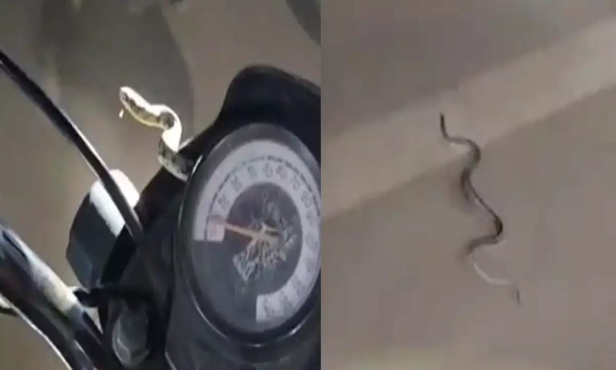 Live snake in bikes headlight
