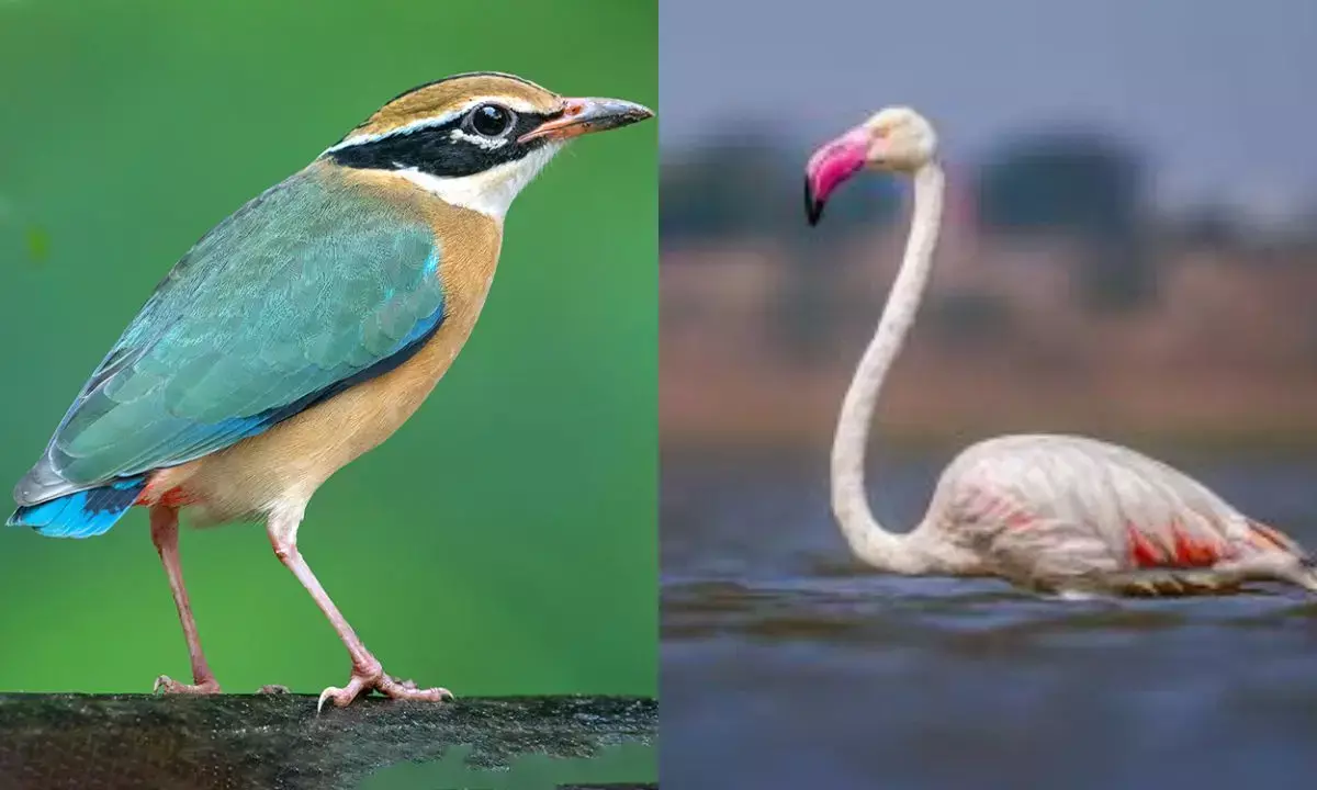 Greater Flamingo and Indian Pitta
