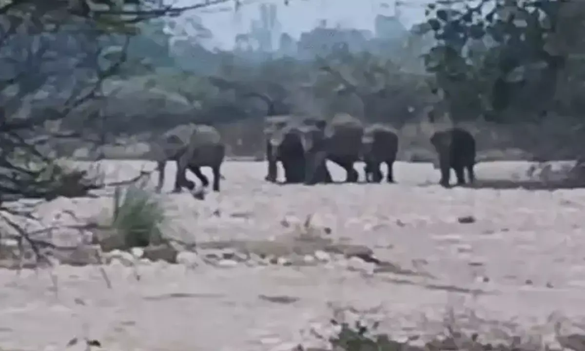 elephant in kalesar national park