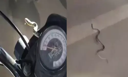 Live snake in bikes headlight