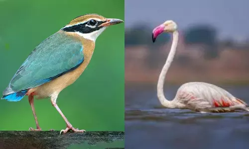 Greater Flamingo and Indian Pitta