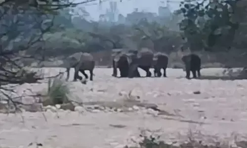 elephant in kalesar national park