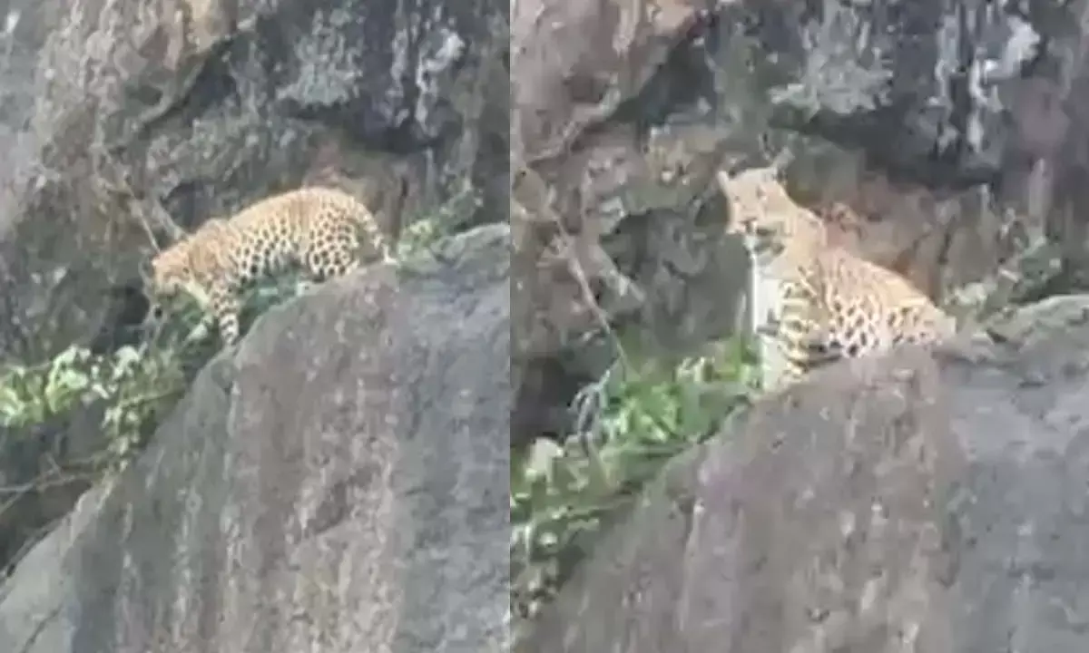 Leopard seen strolling around comfortably