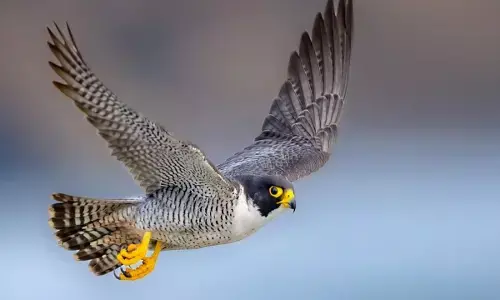 पेरेग्रीन फाल्कन उदंती सीतानदी रिजर्व में दिखा :  ड्रोन पर किया हमला, रफ्तार और शिकार का बेजोड़ संगम