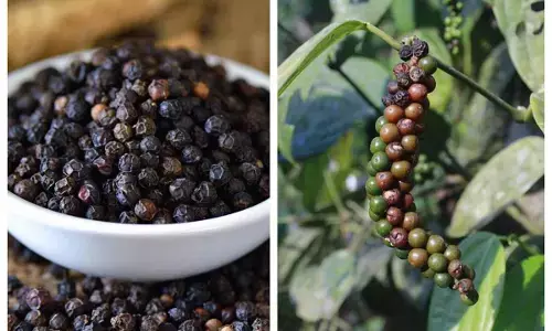 how to plant black pepper
