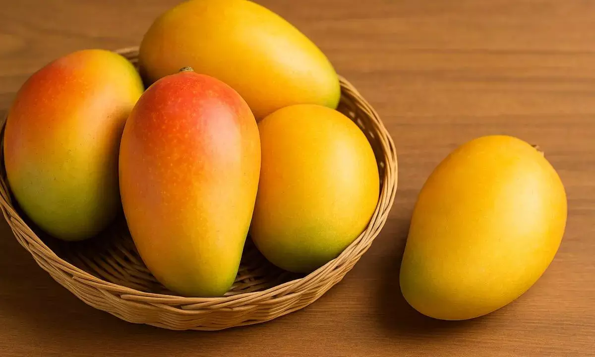 side effects of overeating of mangoes side effects of overeating of mangoes