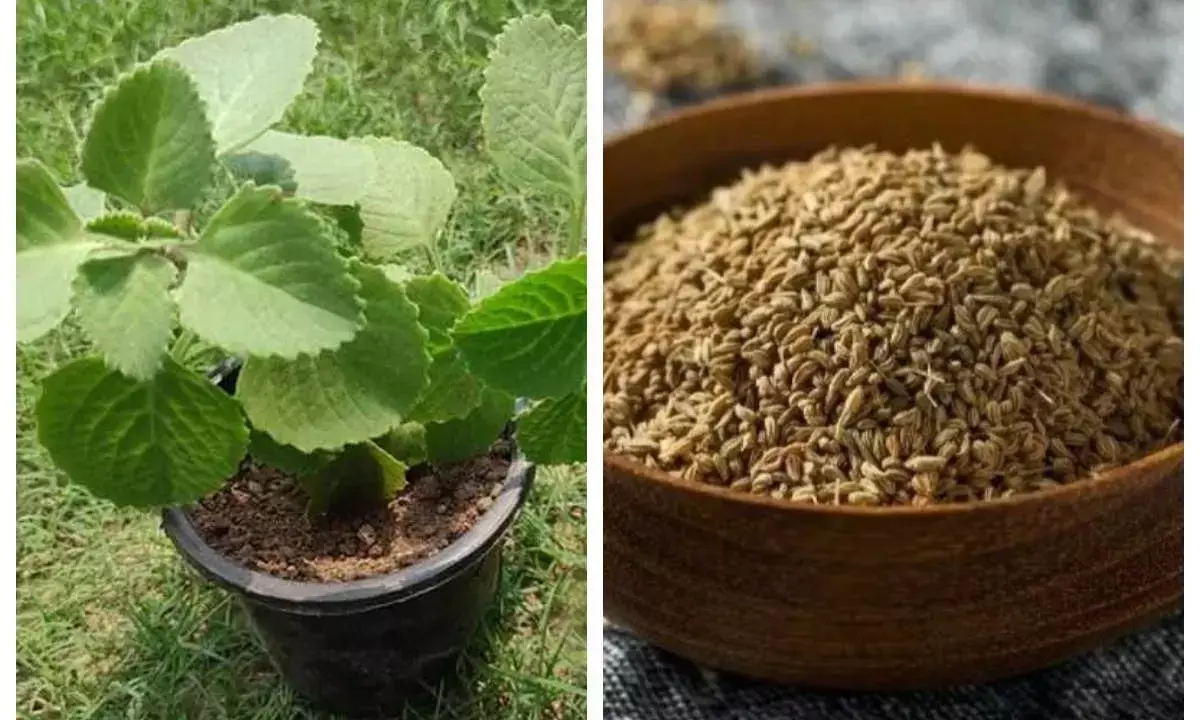 ajwain plantation tips