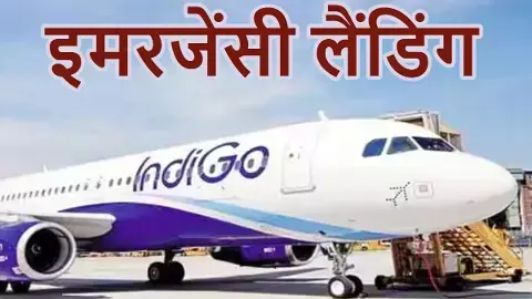 Bird hits Indigo flight Bird hits Indigo flight