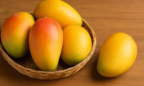 side effects of overeating of mangoes side effects of overeating of mangoes