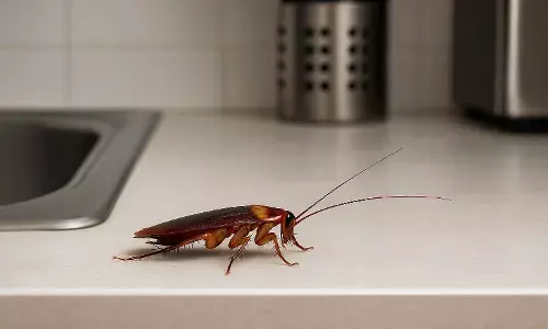 How to get rid of cockroaches