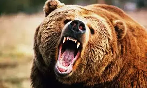 rampage of the bears