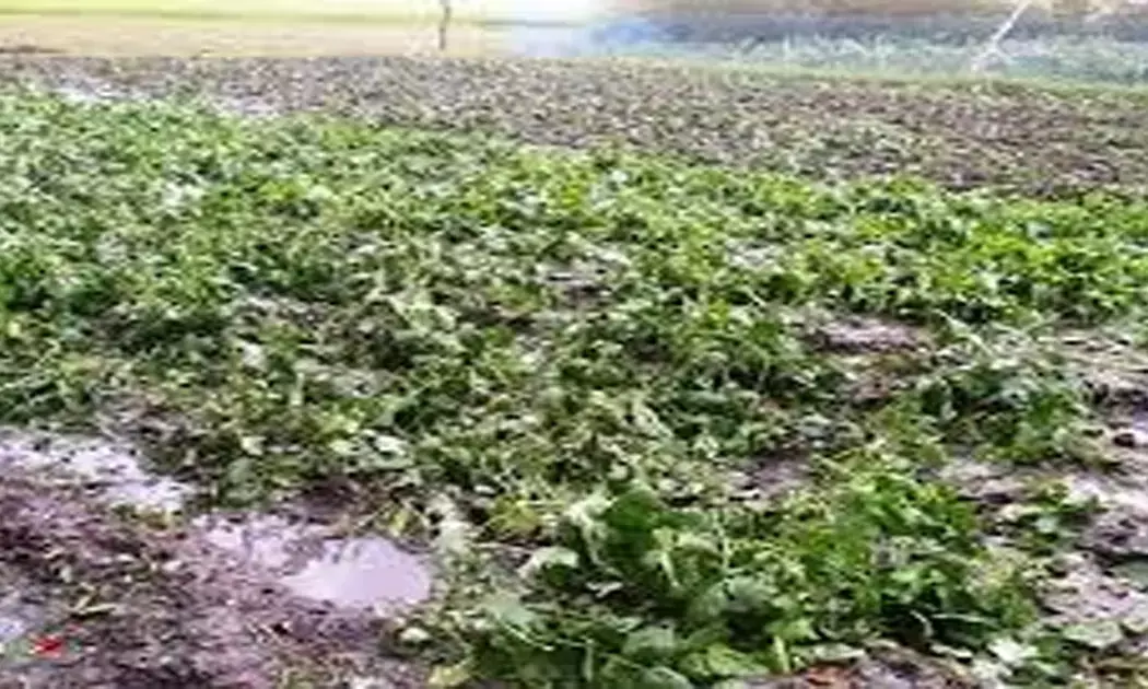 किसानों पर मूसलाधार मुसीबत: डेढ़ लाख हेक्टेयर की सब्जियों की फसल चौपट, बीज तक नष्ट हो गए