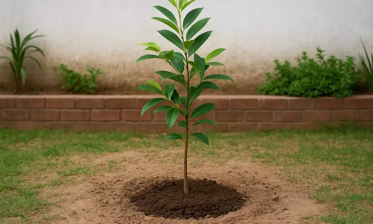 how to plant jamun in home garden