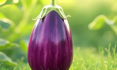 बारिश में बैगन खाने के नुकसान