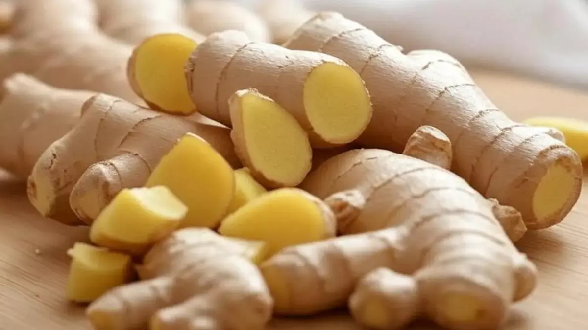 अदरक के फायदे: मानसून में इम्यूनिटी होगी बूस्ट, सर्दी-जुकाम से मिलेगी राहत; 6 कमाल के लाभ मिलेंगे | 6 health benefits of eating ginger in monsoon adrak khane ke fayde in hindi |