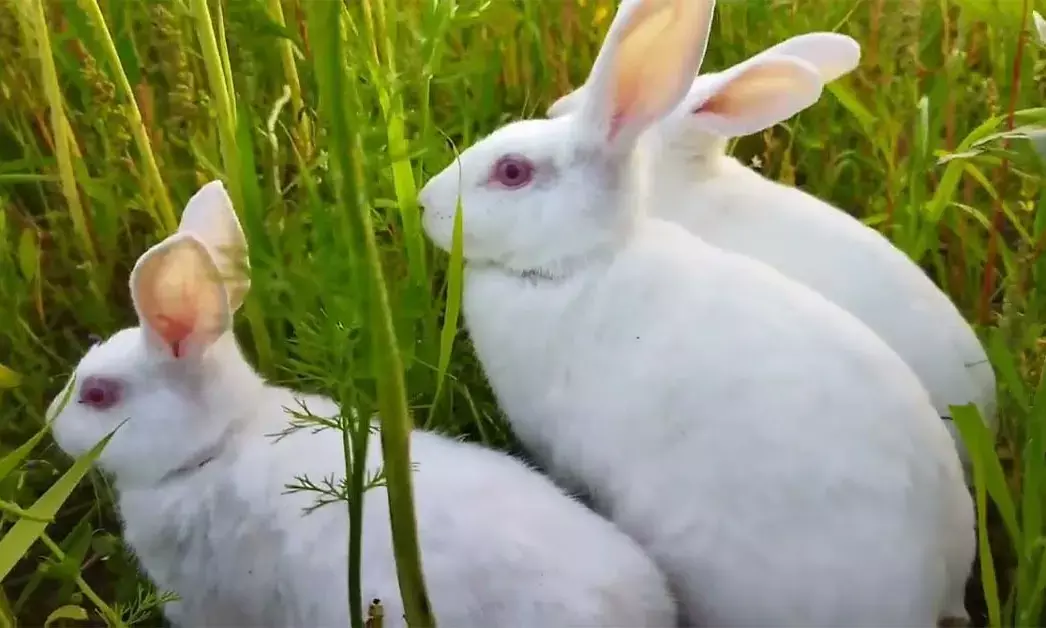 19 खरगोशों की मौत पर ग्राहक को मिला न्याय