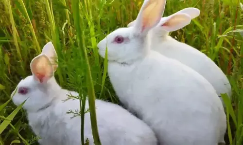 19 खरगोशों की मौत पर ग्राहक को मिला न्याय