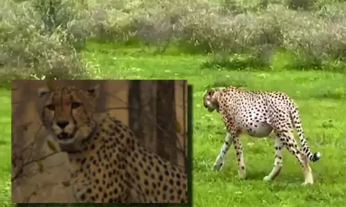 मादा चीता नाभा का निधन, चीता परियोजना भारत, कूनो चीता मौत, नामीबिया चीता भारत, Kuno National Park Cheetah death, female Cheetah Naabha dies