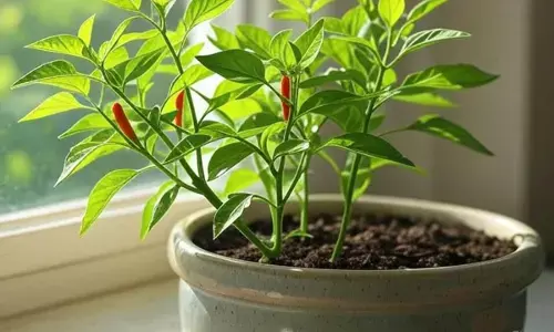 green chili plantation tips