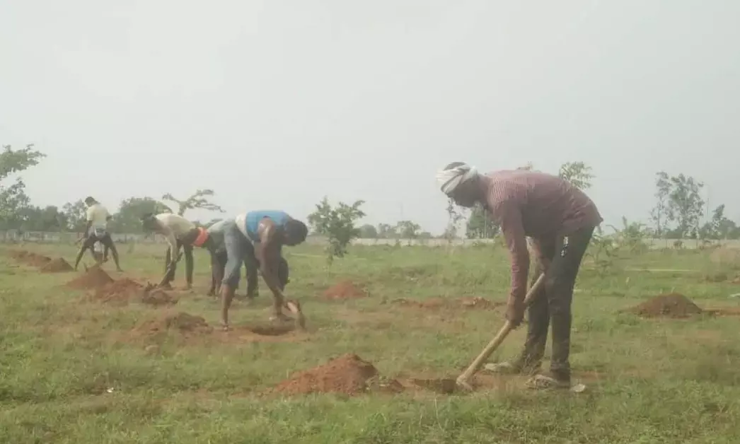 Planting tress