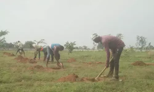 Planting tress