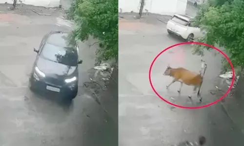 कार चालक ने बछड़े को कुचला कार चालक ने बछड़े को कुचला