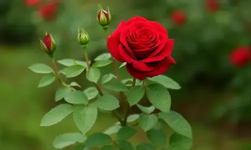 rose plantation tips in monsoon